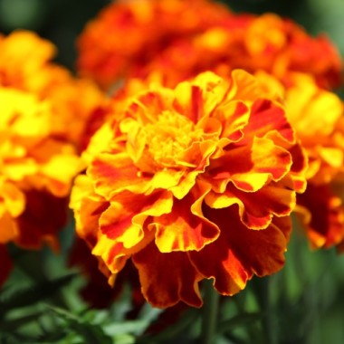 Tagetes Konstance (Samen)