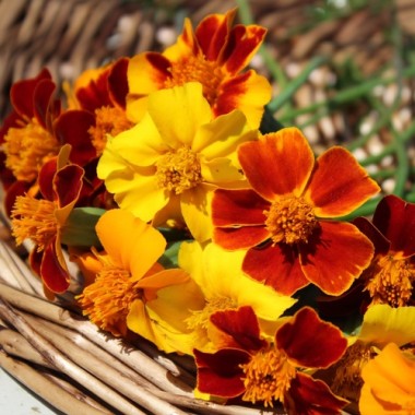 Tagetes Nema gegen Bodennematoden (Samen)