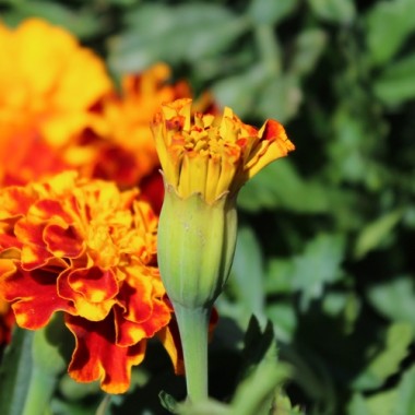Tagetes Queen Sophia (Samen)