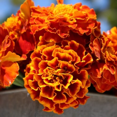 Tagetes Queen Sophia (Samen)