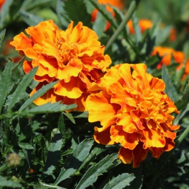 Tagetes Queen Sophia (Samen)