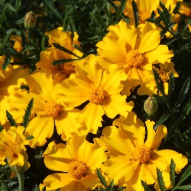 Neu! Tagetes Silvia (Samen)