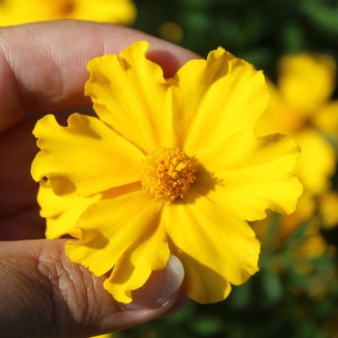Neu! Tagetes Silvia (Samen)