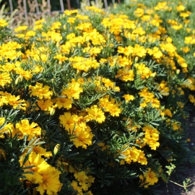Neu! Tagetes Silvia (Samen)