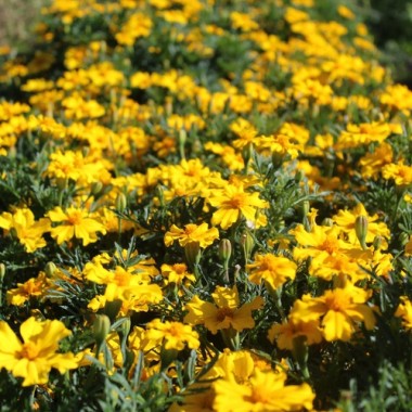 Neu! Tagetes Silvia (Samen)