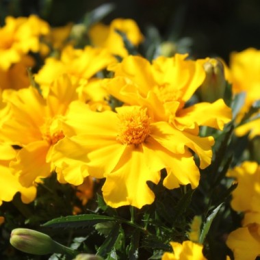 Neu! Tagetes Silvia (Samen)