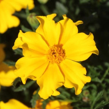 Neu! Tagetes Silvia (Samen)