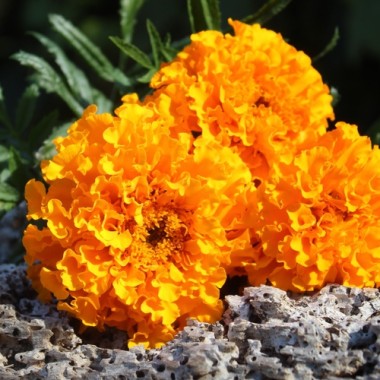 Neu! Tagetes Sunshine (Samen)