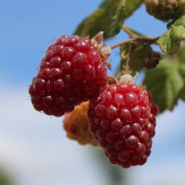 Tayberry Buckingham (Pflanze)