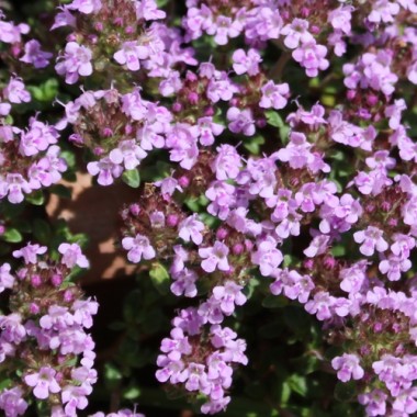 Thymian Wine and Roses (Pflanze)