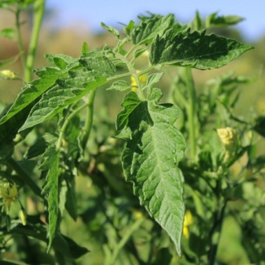 Preview: - Kopie - Kopie - Kopie