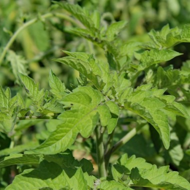 Tomate Big Ray’s Argentinian Paste (Soßentomate) (Samen)