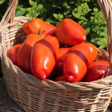Tomate Big Ray’s Argentinian Paste (Soßentomate) (Samen)