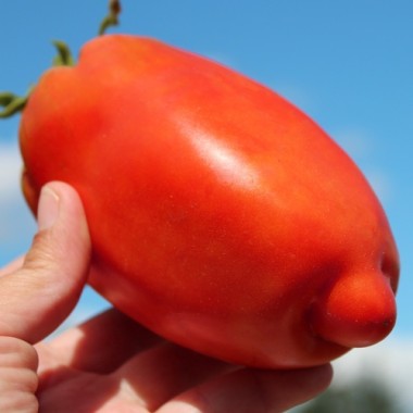 Tomate Big Ray’s Argentinian Paste (Soßentomate) (Samen)