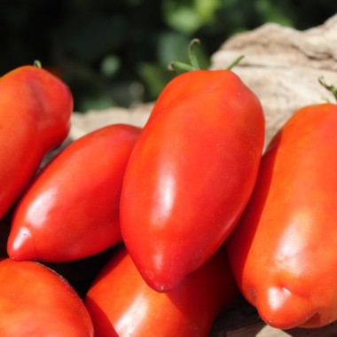 Tomate Big Ray’s Argentinian Paste (Soßentomate) (Samen)