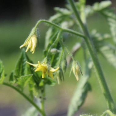 Tomate Black Vernissage (Samen)