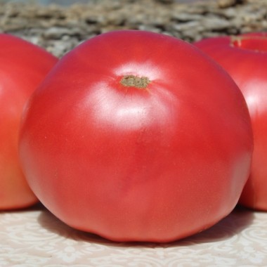 Tomate Brandywine pink (Samen)