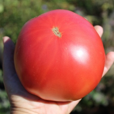 Tomate Brandywine pink (Samen)