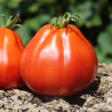 Tomate Coeur de Boeuf  (Samen)