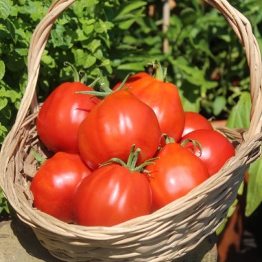 Tomate Coeur de Boeuf  (Samen)