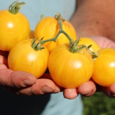 Neu! Tomate Dwarf Walter’s Fancy (panaschiert) (Samen)