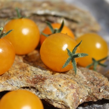 Wildtomate Gelbes Sternchen (Freilandsorte) (Samen)