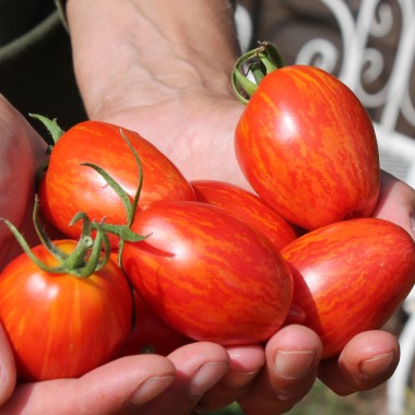 Tomate Geraldine  (Samen)
