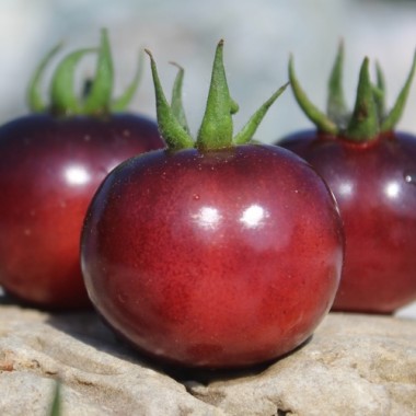 Preview: Tomate Glossy Rose Blue (Samen)