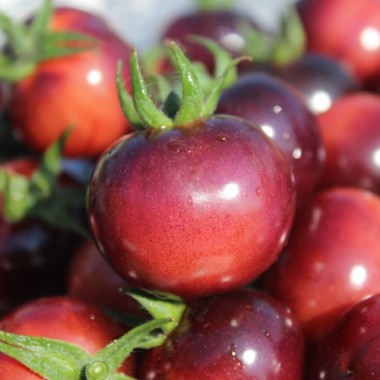 Tomate Glossy Rose Blue (Samen)