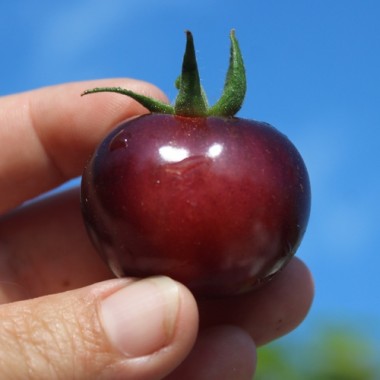 Tomate Glossy Rose Blue (Samen)