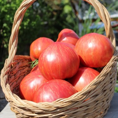 Tomate Jazz (Samen)