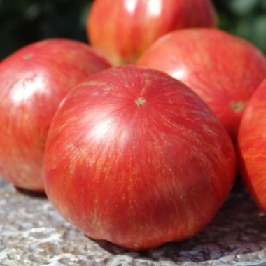 Tomate Jazz (Samen)