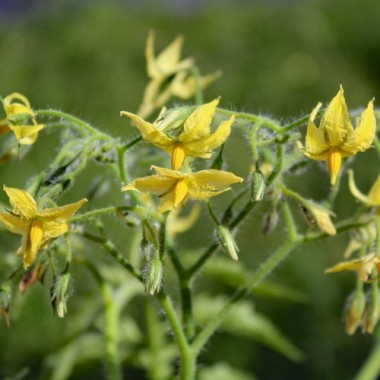 Tomate Legenda Tarasenko (Multiflora)  (Samen)