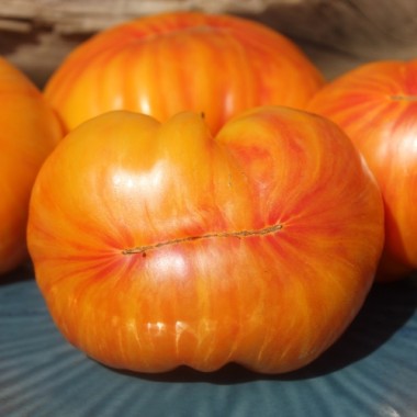 Tomate Lithium Sunset (Samen)