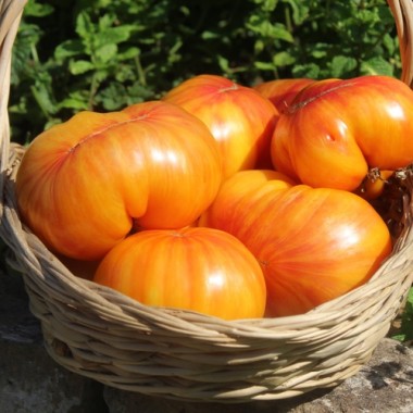 Tomate Lithium Sunset (Samen)