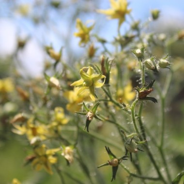 Preview: Tomate Lucfichoise (Multiflora) (Samen)