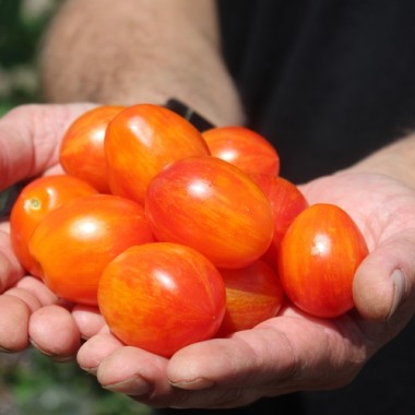 Preview: Tomate Lucfichoise (Multiflora) (Samen)