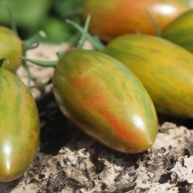 Tomate Lucky Tiger (Buschtomate) (Samen)