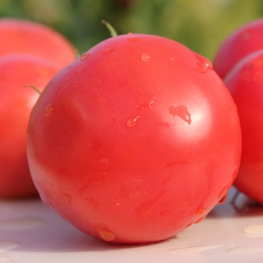 Tomate Mexico (Samen)