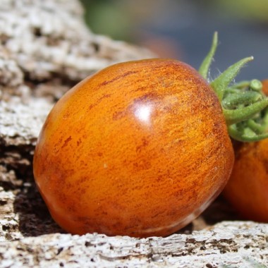 Neu! Tomate Microdwarf Golden Hour (Samen)
