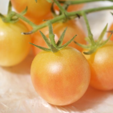 Tomate Mirabelle Blanche (Samen)
