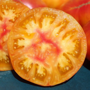 Tomate Oaxacan Jewel  (Samen)