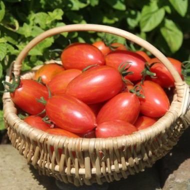 Tomate Pink Tiger (Buschtomate) (Samen)