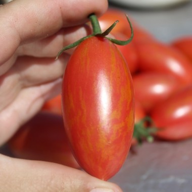 Tomate Pink Tiger (Buschtomate) (Samen)