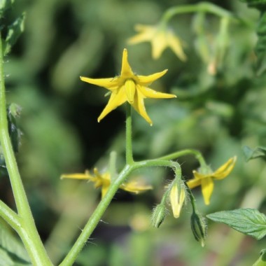 Tomate Purple Bumblebee (Samen)
