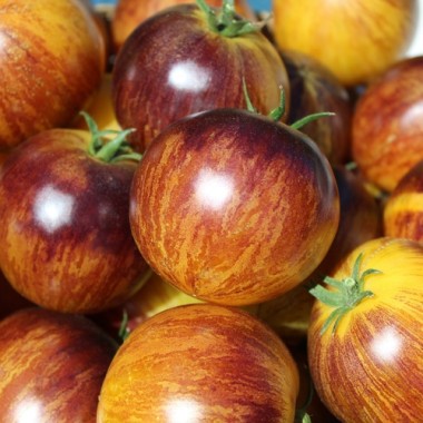 Neu! Tomate Rebel Starfighter Keyley Anne (Samen)