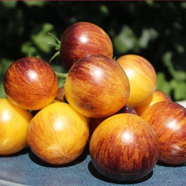 Neu! Tomate Rebel Starfighter Keyley Anne (Samen)