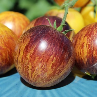 Neu! Tomate Rebel Starfighter Keyley Anne (Samen)