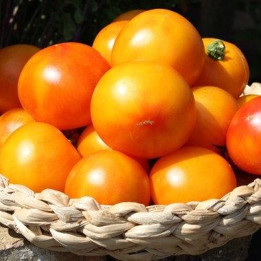 Tomate Skykomish (Samen)