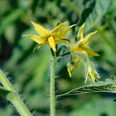 Tomate Skykomish (Samen)